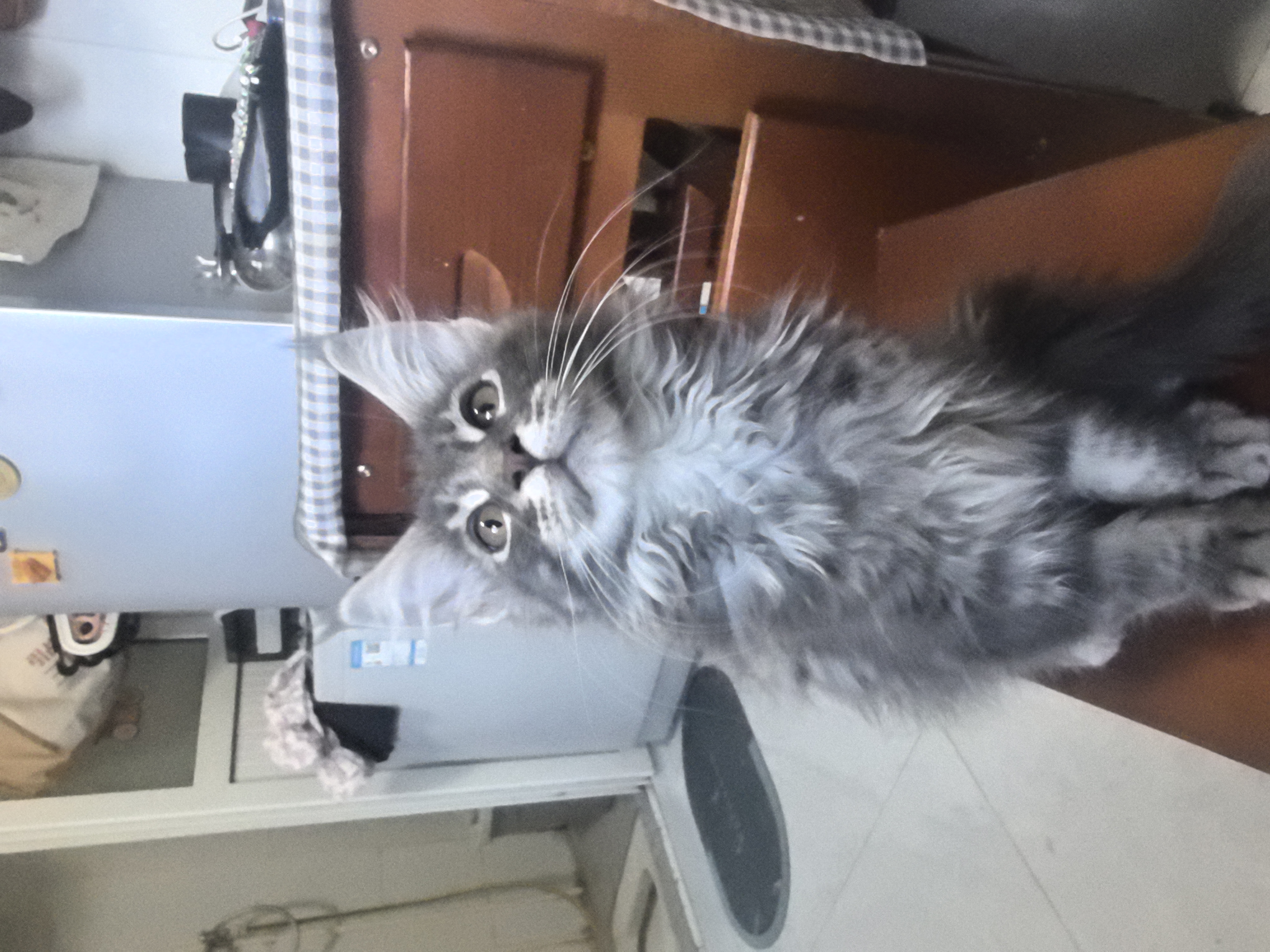 第六张图是爸爸妈妈，自家小猫，疫苗已打，价格可商量